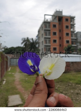 A couple of clitorea ternatea flowers aka Aparajita shot in male hand with selective focus on one and blurred background