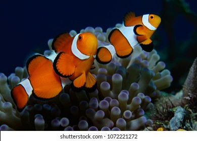 Couple of clownfish (Western clownfish (Ocellaris Clownfish, False Percula Clownfish)) are protecting their anemone, Panglao, Philippines