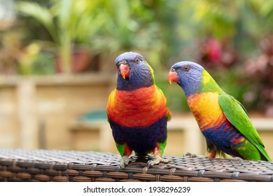 A couple of colorful wild Australian Rainbow Lorikeet Parrots, Trichoglossus moluccanus in a garden. Image with copy space. - Powered by Shutterstock