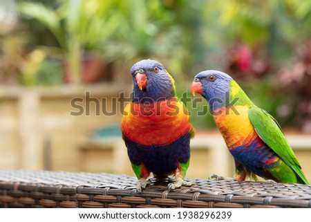 A couple of colorful wild Australian Rainbow Lorikeet Parrots, Trichoglossus moluccanus in a garden. Image with copy space.