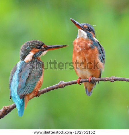 Similar – Kingfisher couple on a branch