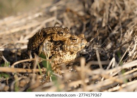 Couple of common toads  (Bufo bufo) mating