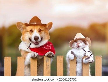 couple corgi dog and fluffy a cat in cowboy hats looks out from behind a fence in a rural ranch