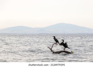 Couple Of Cormorant Perched On A Branch On The Sea.Phalacrocoracidae.