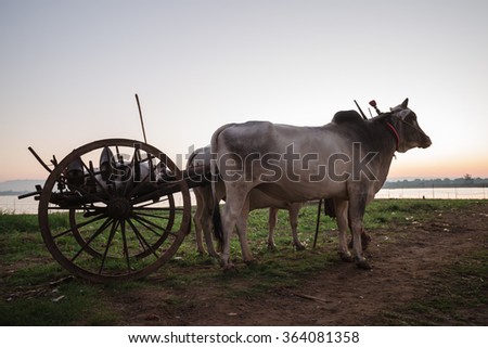 Couple cow and large cart in early morning
