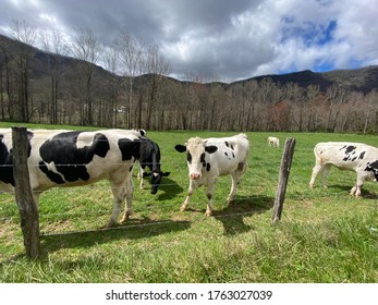 A Couple Cows In Boone, NC