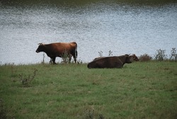 A Couple Of Cows By The River. Two Cows Are Grazing On A Green Meadow Near A Pond. Even-toed Ungulates Are Brown In Color. One Stands By The Water, The Other Lies On The Ground And Eats Grass.