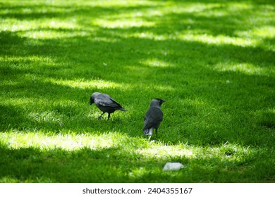 A couple of crows in the grass