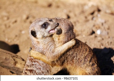 Couple of curious meerkats playing in the sand