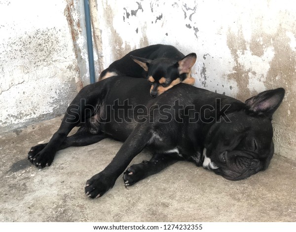 Couple Cute Dog French Bulldog Sleeps Stock Photo Edit Now