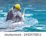 Couple of cute dolphins playing with yellow ball in aquarium