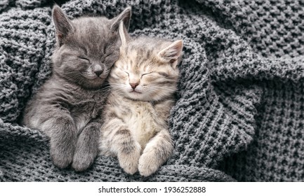 Couple cute kittens in love sleeping on gray soft knitted blanket. Cats rest napping on bed have sweet dreams. Feline love friendship on valentine day. Comfortable pets sleep at cozy home. Copy space. - Powered by Shutterstock