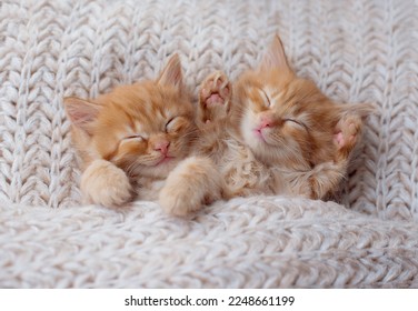 Couple cute kittens in love sleeping on soft knitted blanket. Feline love and friendship on valentine day. Comfortable pets sleep at cozy home. Top view - Powered by Shutterstock