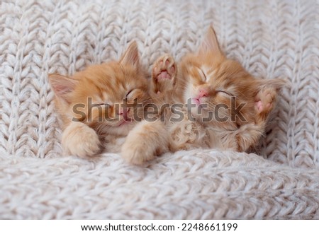Couple cute kittens in love sleeping on soft knitted blanket. Feline love and friendship on valentine day. Comfortable pets sleep at cozy home. Top view