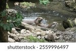 A couple of cute otters (Lutrinae) resting on the rocky edge of the lake during the daytime