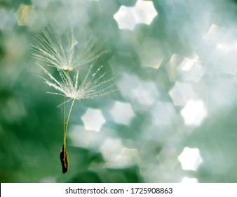 綿毛 High Res Stock Images Shutterstock