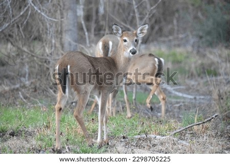 A couple of deer on the edge of some barren woods during the cold season. 
