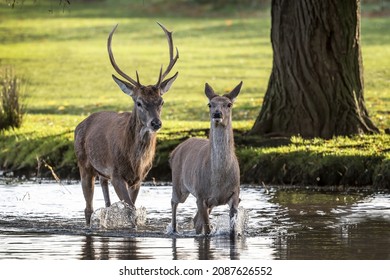 A Couple Of Deer Wading Through Water Taking A Shortcut To The Other Side