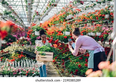 Couple Of Diverse Florists Working Together Inside Their Plant Nursery. Caucasian Man Is Taking Photo Of A An African American Woman. Black Woman Holding Wooden Box Full With Flower Pots And Posing.