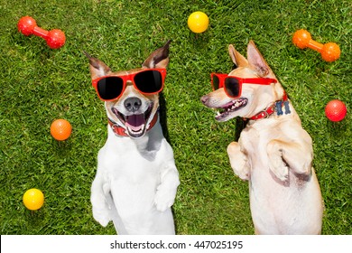 Couple Of Dogs Funny  And Laughing On Grass Or Meadow In Park  With  Pet Toys All Over  ,  On Summer Vacation Holidays