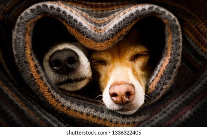 Hunde verliebt, die unter der Decke im Bett in Herzform zusammen schlafen, warm und gemütlich und kuschelig