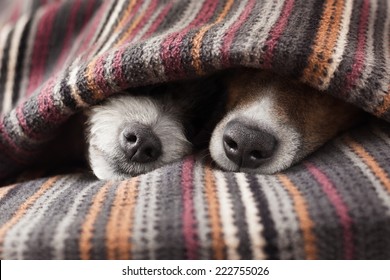 Couple Of Dogs In Love Sleeping Together Under The Blanket In Bed