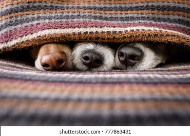 couple of dogs in love sleeping together under the blanket in bed , warm and cozy and cuddly - Powered by Shutterstock