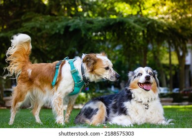 Couple of dogs in love. Two long-haired domestic dogs getting acquainted sniffing each other. Australian shepherd in green park at summer White and red dogs are lying on a green grass. Relaxing canine - Shutterstock ID 2188575303