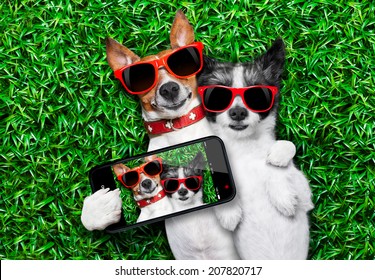 Couple Of Dogs In Love Very Close Together Lying On Grass Taking A Selfie