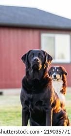 A Couple Of Dogs Playing Tug O War