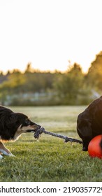 A Couple Of Dogs Playing Tug O War