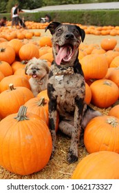 A couple of dogs in the pumpkin patch