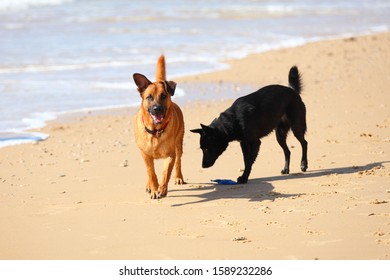 Couple Dogs Running On Beach Stock Photo 1589232286 | Shutterstock