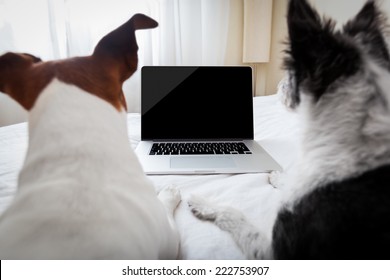 couple of dogs surfing or browsing the internet using a laptop computer pc, both looking into the screen