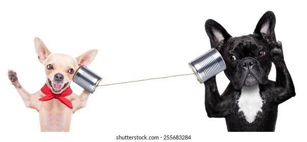 couple of dogs talking on the can phone, isolated on white background