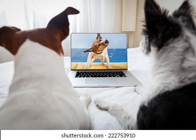 couple of dogs watching a movie  on a laptop computer in bedroom, close together