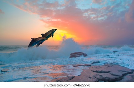 Couple Dolphins Jumping On The Water At Sunset