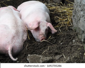 Couple of domestic pigs lie on the ground in a corral at farm. Sad pig eyes.