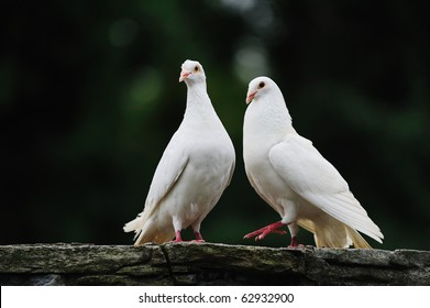 17,138 Dove Couple Images, Stock Photos & Vectors 