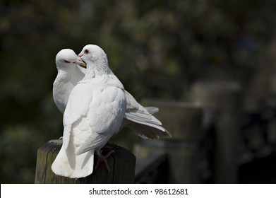a couple of doves in love.