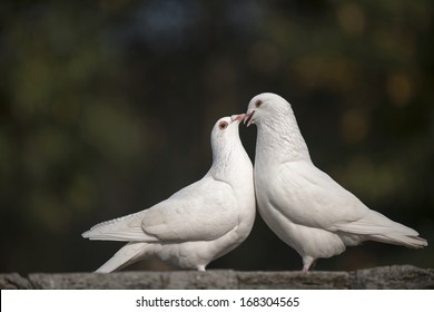 a couple of doves in loving.
