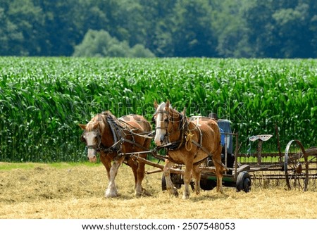 A couple of draft horses pulling a hay rake beside a corn field with a forest in the background on a sunny day
