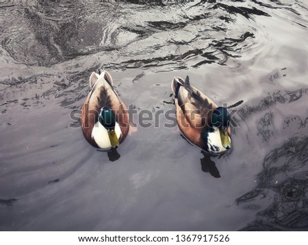 Similar – Image, Stock Photo Duck good, all good Water