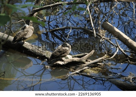 a couple ducks sitting on a log in a lake