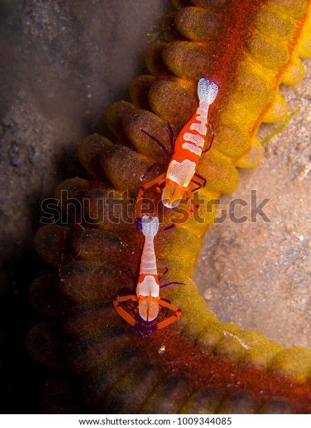 A couple of Emperor shrimps and\
Medusa worm. They are a kind of symbiotic relationships.\
