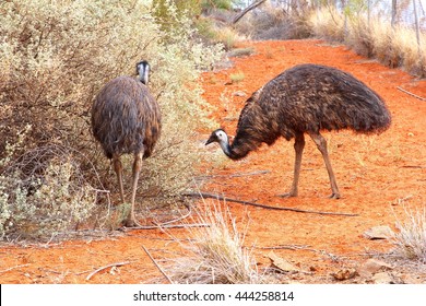 Couple Of Emus In Red Desert Near Uluru Ayers Rock, Australian Outback. Emu Is The Second Largest Bird, Also Called Dromaius Novaehollandiae. 