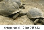 Couple of endemic Seychelles giant tortoise Aldabrachelys gigantea hololissa in Victoria Botanical Gardens 
