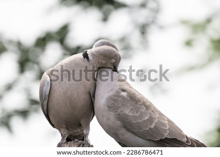 Couple of Eurasian collared dove or Streptopelia decaocto in love on the green background, hello spring.