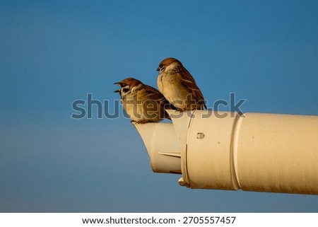 Couple of Eurasian Tree Sparrow