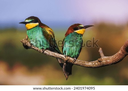 Couple of European bee-eater - Merops apiaster - with bee on a branch in the morning.